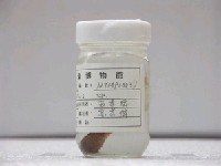 藏品(後頜鱚)的圖片